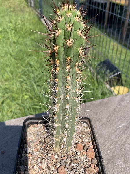 Trichocereus chilensis